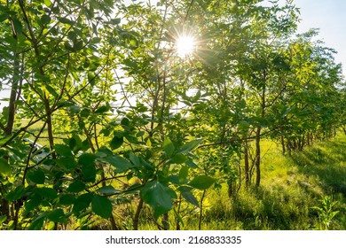 Sunlight between green tree leafs