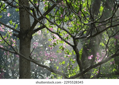 sunlight between the shady trees