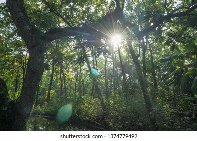 sunlight between trees