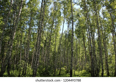 sunlight in the birch forest