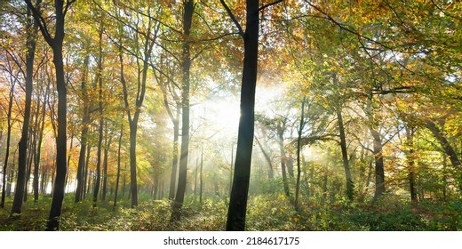 Sunlight breaking through a clearing mist over a Forest of Beech trees at sunrise near Cirencester, The Cotswolds, Gloucestershire, UK - Powered by Shutterstock