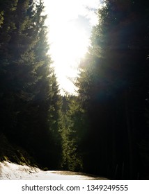 Sunlight breaking through the forest over a snowy path