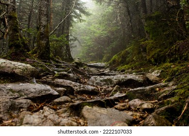 Sunlight breaking through the thick forest canape 