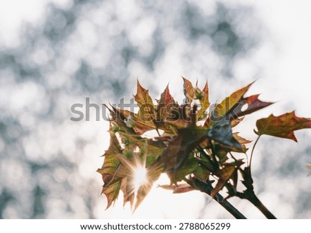Sunlight breaking through young maple leaves in spring, close up of red and green acer foliage with sun flare