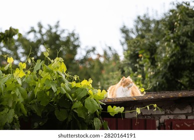 Sunlight breaks through after rain as a ginger cat blurs behind glossy leaves the playful scene blends sparkle and softness capturing a fleeting backyard moment filled with fresh scent
