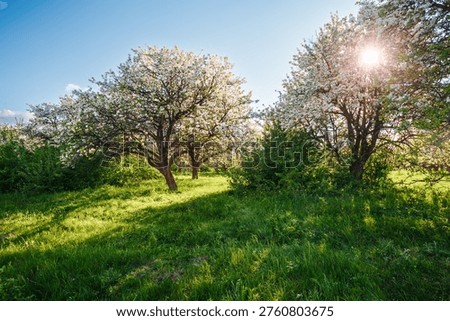 Sunlight breaks through blossoming trees in a peaceful green meadow on a bright spring day. Concept of harmony, serenity and dreamy atmosphere. Vivid picture of a tranquil place. Beauty of the earth. Photo wallpaper. 
