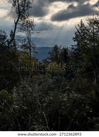 Sunlight breaks through misty mountain layers and autumn trees, creating a tranquil and moody forest scene—great for wallpapers, blogs, prints, or meditation content.
