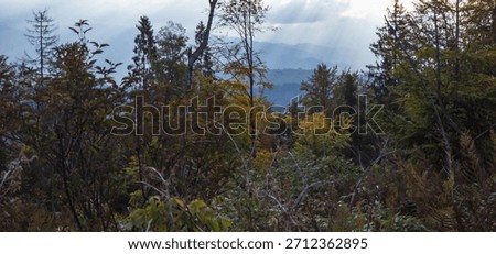 Sunlight breaks through misty mountain layers and autumn trees, creating a tranquil and moody forest scene—great for wallpapers, blogs, prints, or meditation content.