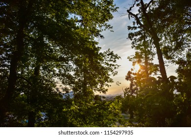 Sunlight bright in the forest