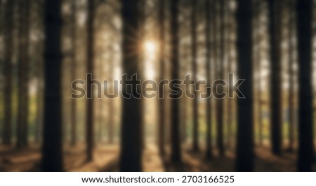 Sunlight Bursting Through Pine Tree Forest Serene Nature.