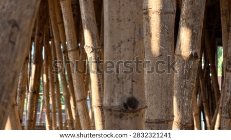 Sunlight casts dappled shadows through a dense cluster of natural bamboo poles, highlighting...