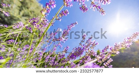 Sunlight closeup lavender field under blue sky sun rays banner design. Zen nature peaceful bright floral garden low point of view. Idyllic summer flowers romantic love happy bloom floral background 
