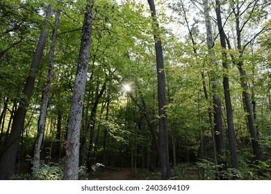The sunlight coming though the tall trees in the forest.