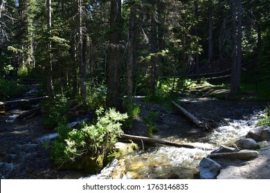 Sunlight coming through forest trees with mountain brook flowing downstream