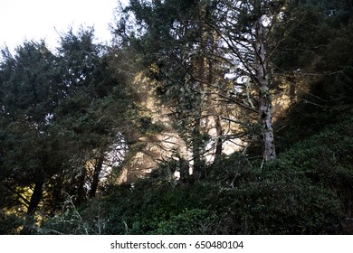 Sunlight Coming through the Trees