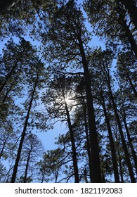 Sunlight coming through trees in a forest 