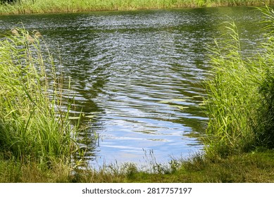 Sunlight dances on the water's surface, creating mesmerizing patterns as tall reeds frame the tranquil lake scene