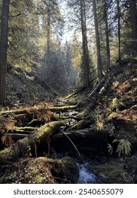 A sunlight dappled babbling stream flows gently through a forested ravine.