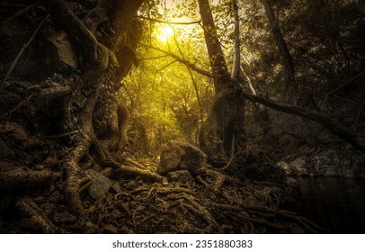 Sunlight in a dark forest. Forest sunbeam. Sunbeams in autumn forest. Dark forest sunbeams