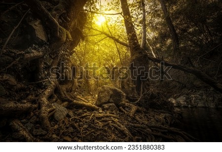 Sunlight in a dark forest. Forest sunbeam. Sunbeams in autumn forest. Dark forest sunbeams