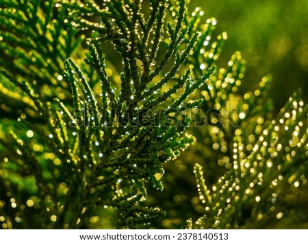Sunlight in dew drops. There is a wide range of physical phenomena - condensation of water vapor, surface tension of water, reflection and refraction, interference and diffraction of light.

