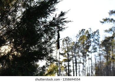 Sunlight at dusk through a tree in focus with a flag