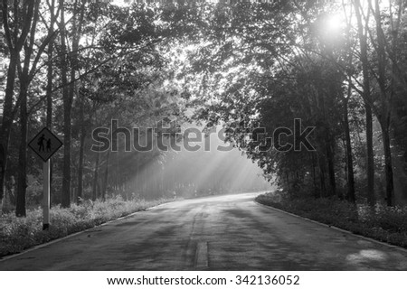 Sunlight falling on the road and para rubber garden on a foggy morning. (mono tone)