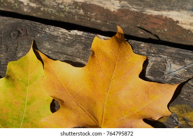 Sunlight Falls On Two Maple Leaves Yellow To Orange Hues, With Some Green In Close-up On A Weathered Wood Picnic Table Outdoors.