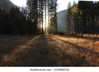 Sunlight Falls Through Tall Trees, Bathing An Open Meadow In Golden Light, Yosemite National Park.