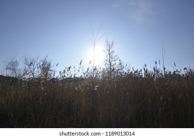Sunlight in the field