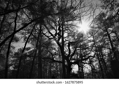 Sunlight filtering through the barren branches of a large tree - Powered by Shutterstock