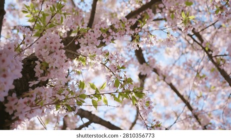 Sunlight filtering through blooming cherry blossom branches in Kyoto, Japan, magical spring atmosphere with soft pink sakura flowers