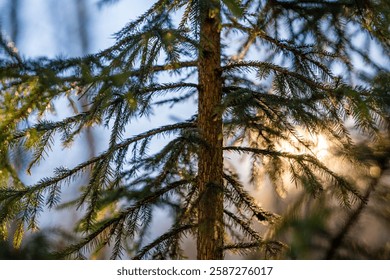 Sunlight filtering through the branches of a pine tree in a serene forest setting.
