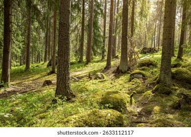 Sunlight Filtering Through the Canopy in a Dense Forest