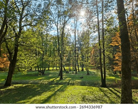 Sunlight filtering through the canopy of a mixed forest in a park, casting long shadows on the bright green grass. A serene autumn day in nature.