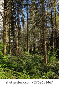 Sunlight Filtering Through Coniferous Forest with Lush Undergrowth