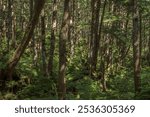 Sunlight filtering through the deep forest - Yamanouchi Town, Shimotakai District, Nagano Prefecture