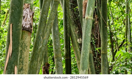 Sunlight Filtering Through a Dense Bamboo Forest with Tall Green Stalks and Lush Undergrowth