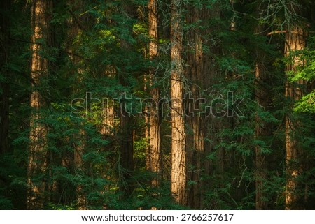 Sunlight Filtering Through Dense Evergreen Forest with Tall Tree Trunks