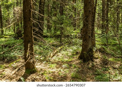 Sunlight Filtering Through a Dense Forest Floor