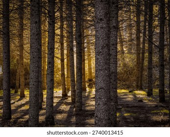 Sunlight filtering through a dense forest