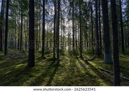 Sunlight filtering through dense forest in a serene swamp environment