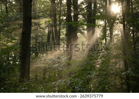 Sunlight filtering through dense forest trees creates beams and shadows in a serene natural scene