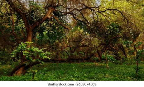 Sunlight Filtering Through Dense Green Forest Canopy in Nature