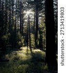 Sunlight Filtering Through Dense Pine Forest Canopy along the Pacific Crest Trail