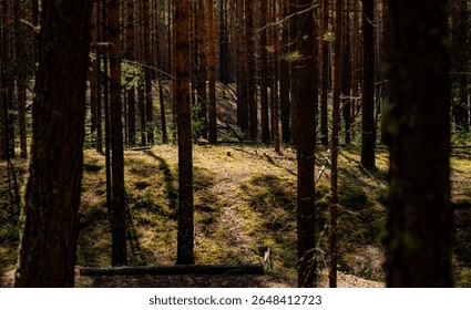 Sunlight Filtering Through Dense Pine Forest in Taiga