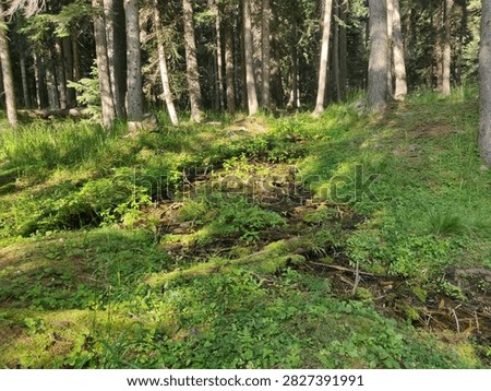 Sunlight Filtering Through Dense Pine Forest Canopy onto Lush Green Mossy Ground