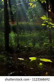 sunlight filtering through foliage