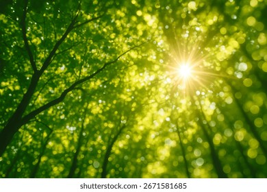 Sunlight Filtering Through Forest Canopy with Abstract Bokeh