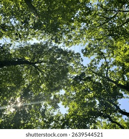 Sunlight Filtering Through Forest Tree Canopy. A tranquil view looking up into a lush green canopy of deciduous trees.